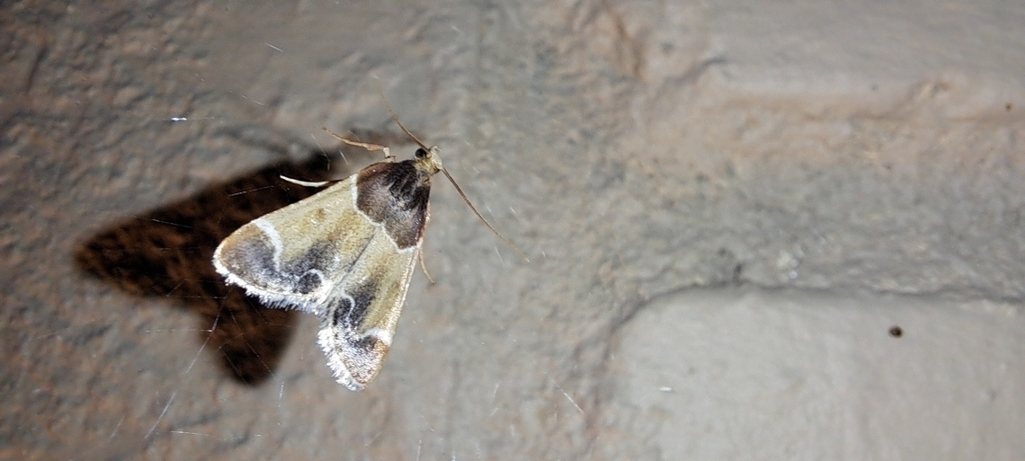 Meal moth going to be a meal soon  Fall,Geotagged,Lepidoptera,Meal moth,Pyralis farinalis,United States