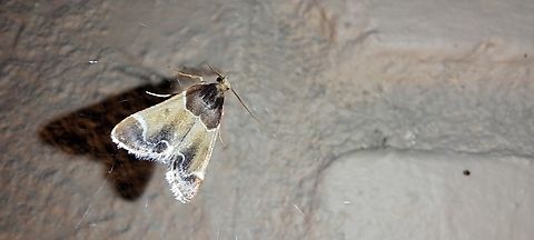 Meal moth going to be a meal soon  Fall,Geotagged,Lepidoptera,Meal moth,Pyralis farinalis,United States