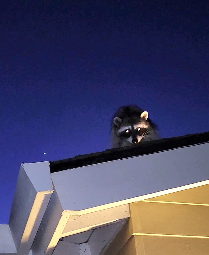 Cat gave it away Saw the neighbor&#039;s cat looking at the roof. This was looking back. I do hear running on the roof from time to time. Carnivora,Common Raccoon,Fall,Geotagged,Mammalia,Procyon,Procyon lotor,Procyonidae,United States,raccoon