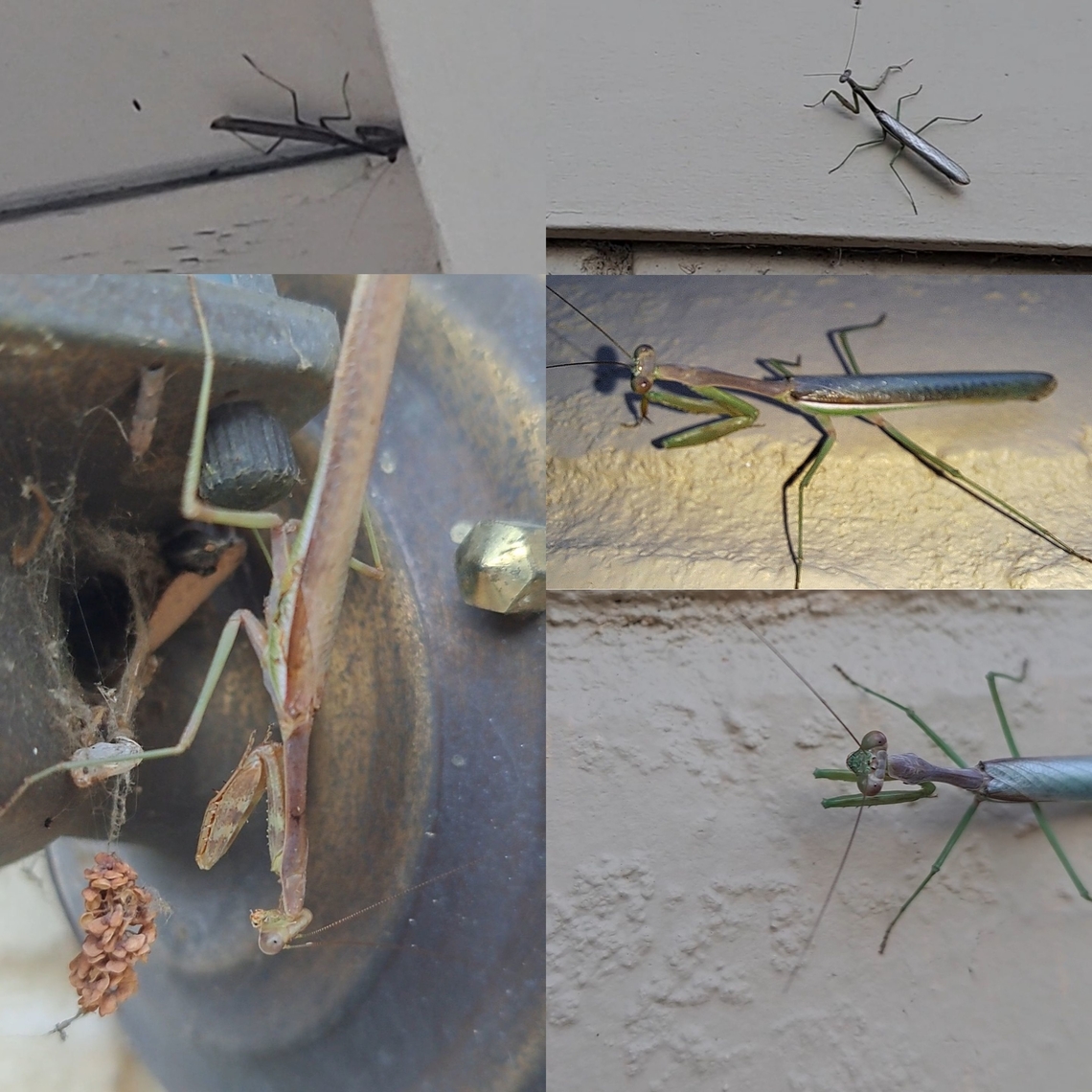 Invasion of the mantises There were 5 on the house this morning. Because of the porch light being on and noble false widow spider webs everywhere, there is an uptick in moths. Mostly the dusky raisin moths among others. California mantis,Geotagged,Mantidae,Mantodea,Stagmomantis,Stagmomantis californica,United States,california mantis,males