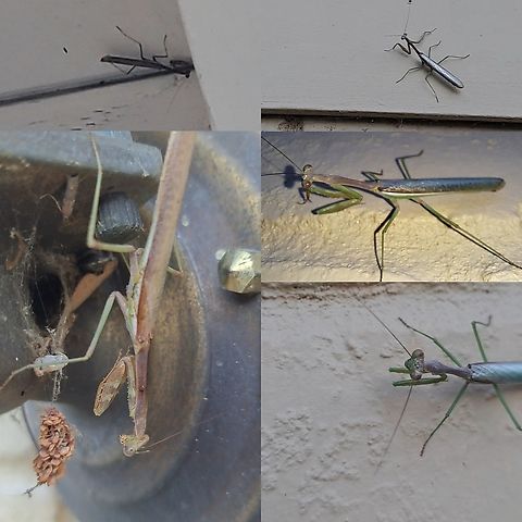 Invasion of the mantises There were 5 on the house this morning. Because of the porch light being on and noble false widow spider webs everywhere, there is an uptick in moths. Mostly the dusky raisin moths among others. California mantis,Geotagged,Mantidae,Mantodea,Stagmomantis,Stagmomantis californica,United States,california mantis,males