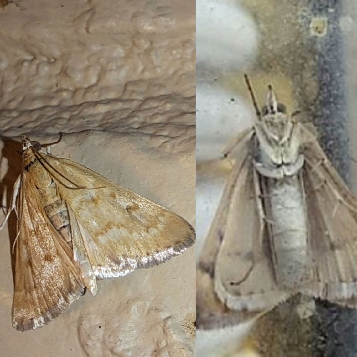 Garden webworm front and back  Achyra rantalis,Crambidae,Garden Webworm,Garden webworm,Geotagged,Lepidoptera,United States