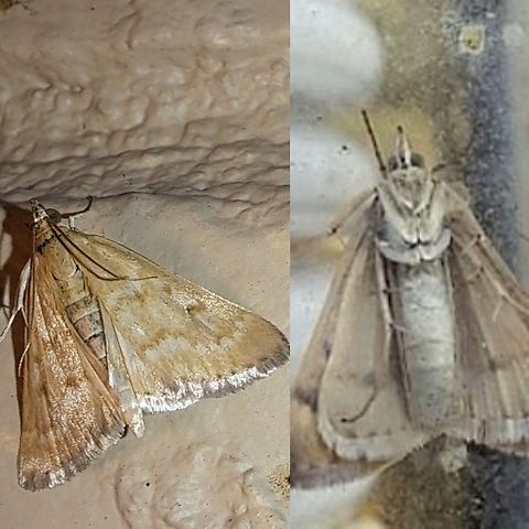 Garden webworm front and back  Achyra rantalis,Crambidae,Garden Webworm,Garden webworm,Geotagged,Lepidoptera,United States