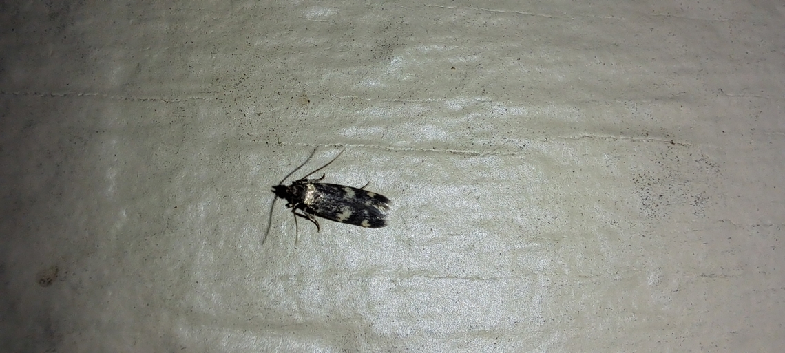 Oegoconia novimundi  AutostichidaeUnited States,Four-spotted Yellowneck Moth,Oegoconia novimundi,Oegoconiinae