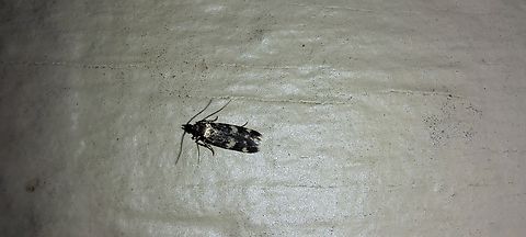 Oegoconia novimundi  AutostichidaeUnited States,Four-spotted Yellowneck Moth,Oegoconia novimundi,Oegoconiinae