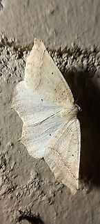 Moth world  Fall,Geometridae,Geotagged,Lepidoptera,Tetracis jubararia,United States