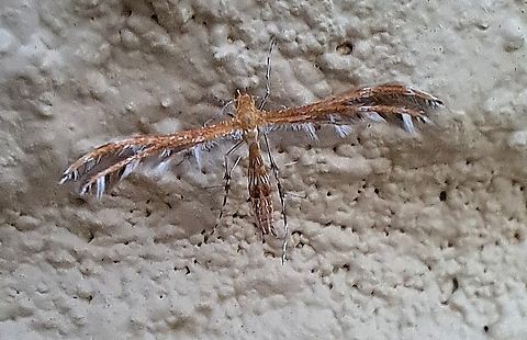 Lobed Plume Moth Oddly enough, I haven't seen one sighted in California. They're usually east coast moths or in Canada. I tried to compare it with the Gumweed Plume Moth (Dejongia californicus), but it looks a lot more like Dejongia lobidactylus. Hitchhiker, or has it expanded its range. Dejongia californicus,Dejongia lobidactylus,Fall,Geotagged,Lobed Plume Moth,Plume Moth,Pterophoridae,United States