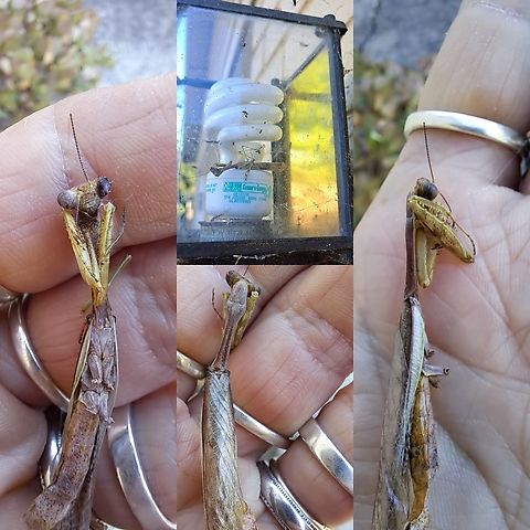 I found #5 He fell and got cooked. California mantis,Geotagged,Mantidae,Mantodea,Stagmomantis californica,United States,california mantis,male