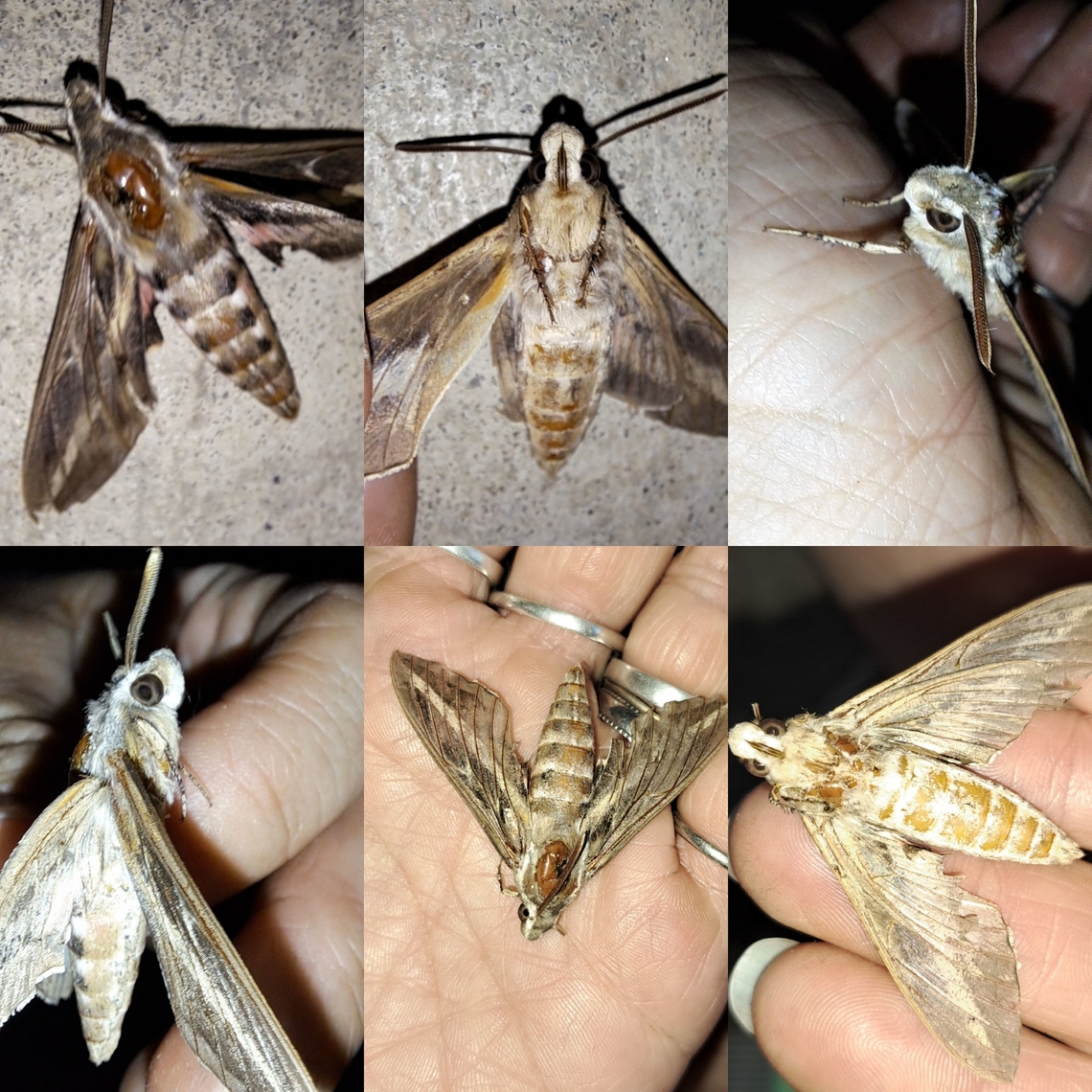 She did it again She tortured it 2 days ago. I put it in the flower pot because the cat keeps gifting it at the front door. The second time she did it again.  I put it back in the pot and she digs it out and drops it on the floor.  Geotagged,Hyles lineata,Lepidoptera,Sphingidae,United States,White-lined sphinx
