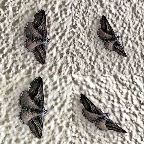 Moth Too high up to get a high resolution.  Geometer moth,Geometrid Moth,Geotagged,Lepidoptera,United States