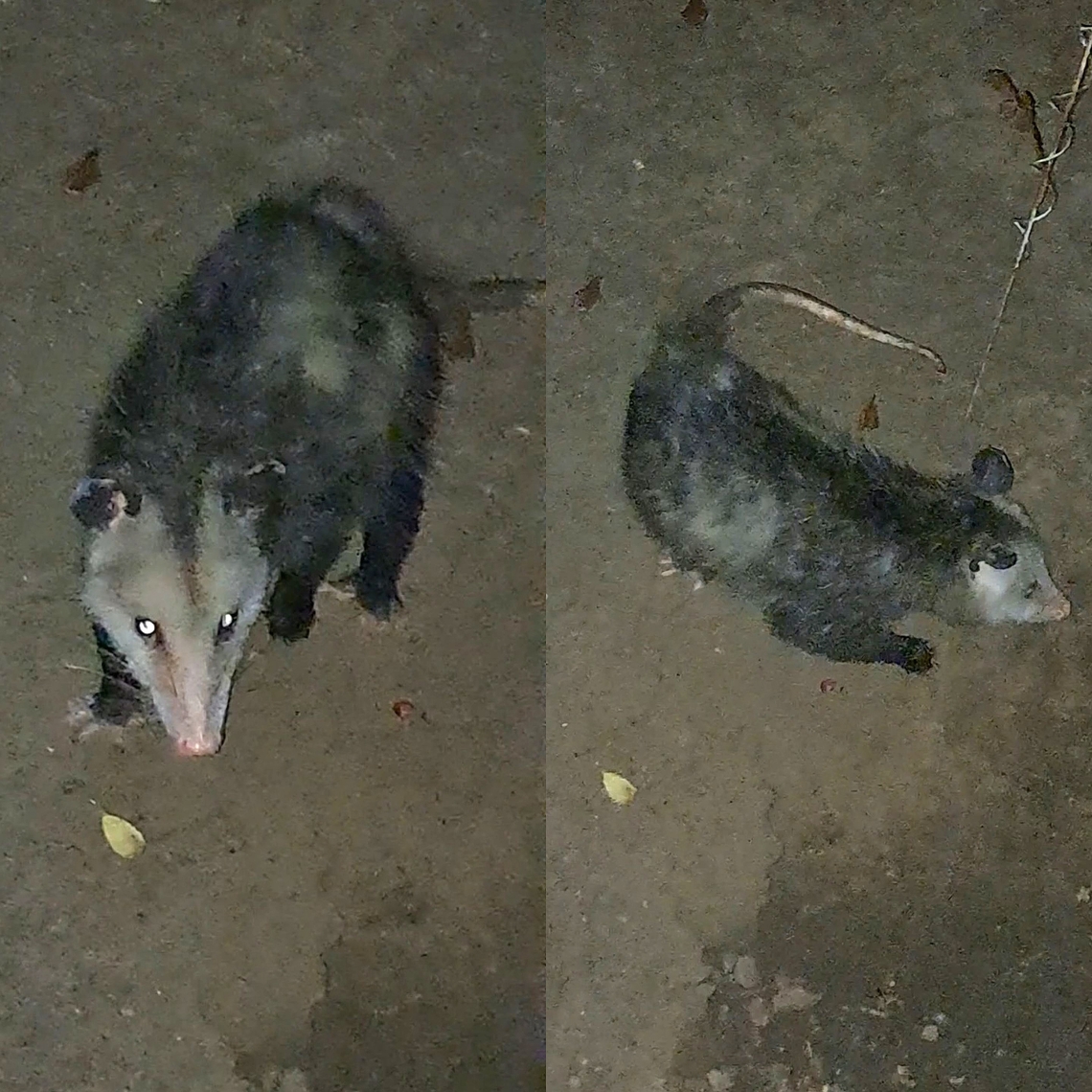 Hanging out with the neighbor's cat Well, kind of. Cat wasn&#039;t having it. Ameridelphia,Didelphidae,Didelphimorphia,Didelphis virginiana,Geotagged,Mammalia,Marsupialia,North American opossum,Opossum,United States
