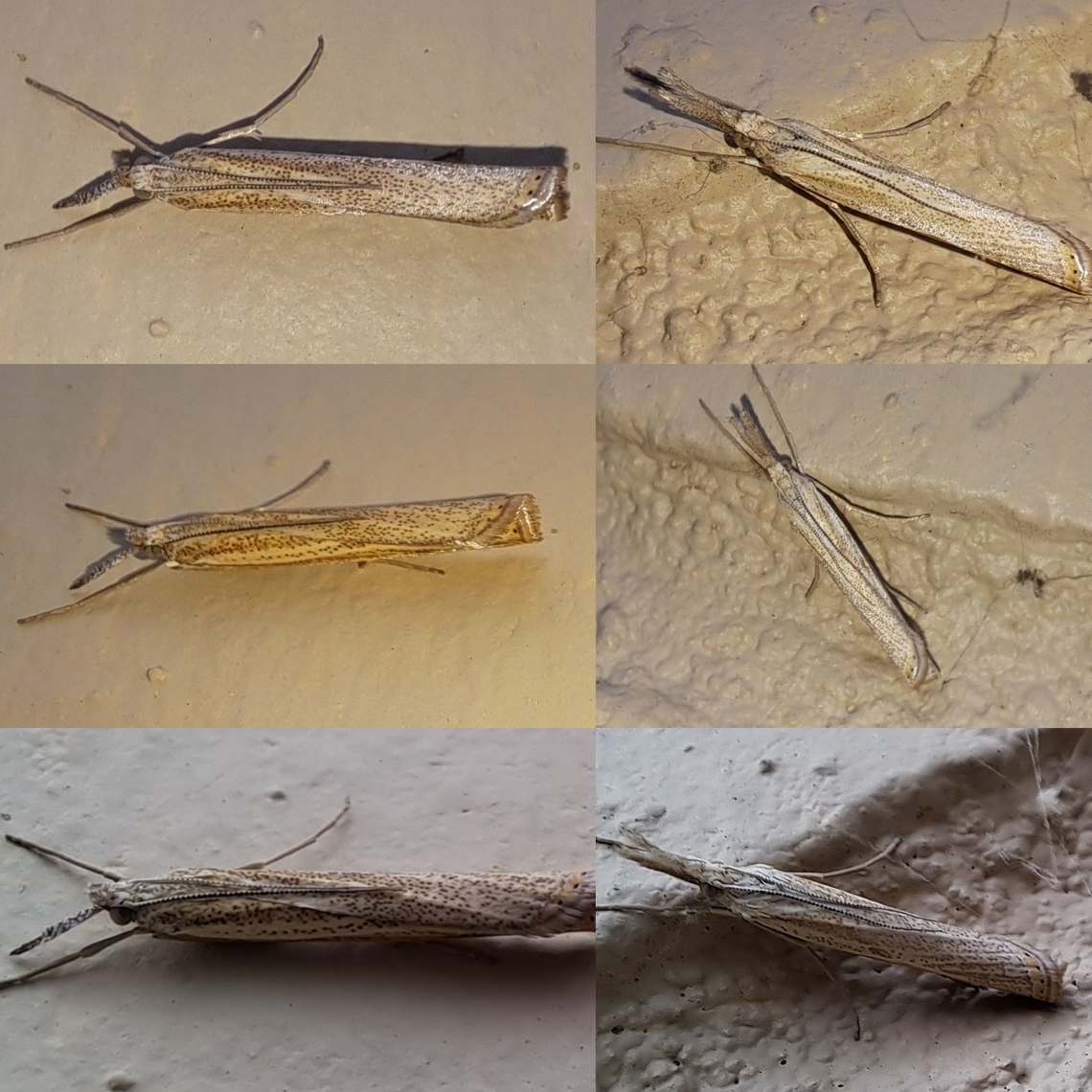 I have two more on my wall <a href="https://www.marylandbiodiversity.com/view/6790" rel="nofollow">https://www.marylandbiodiversity.com/view/6790</a><br />
There are two picture Agriphila vulgivagellus that have striped antennas. They are not as pronounced as these guys here. Or are they a mating pair? One is missing part of a mouth piece. Fall,Geotagged,Grass veneer,Lepidoptera,United States