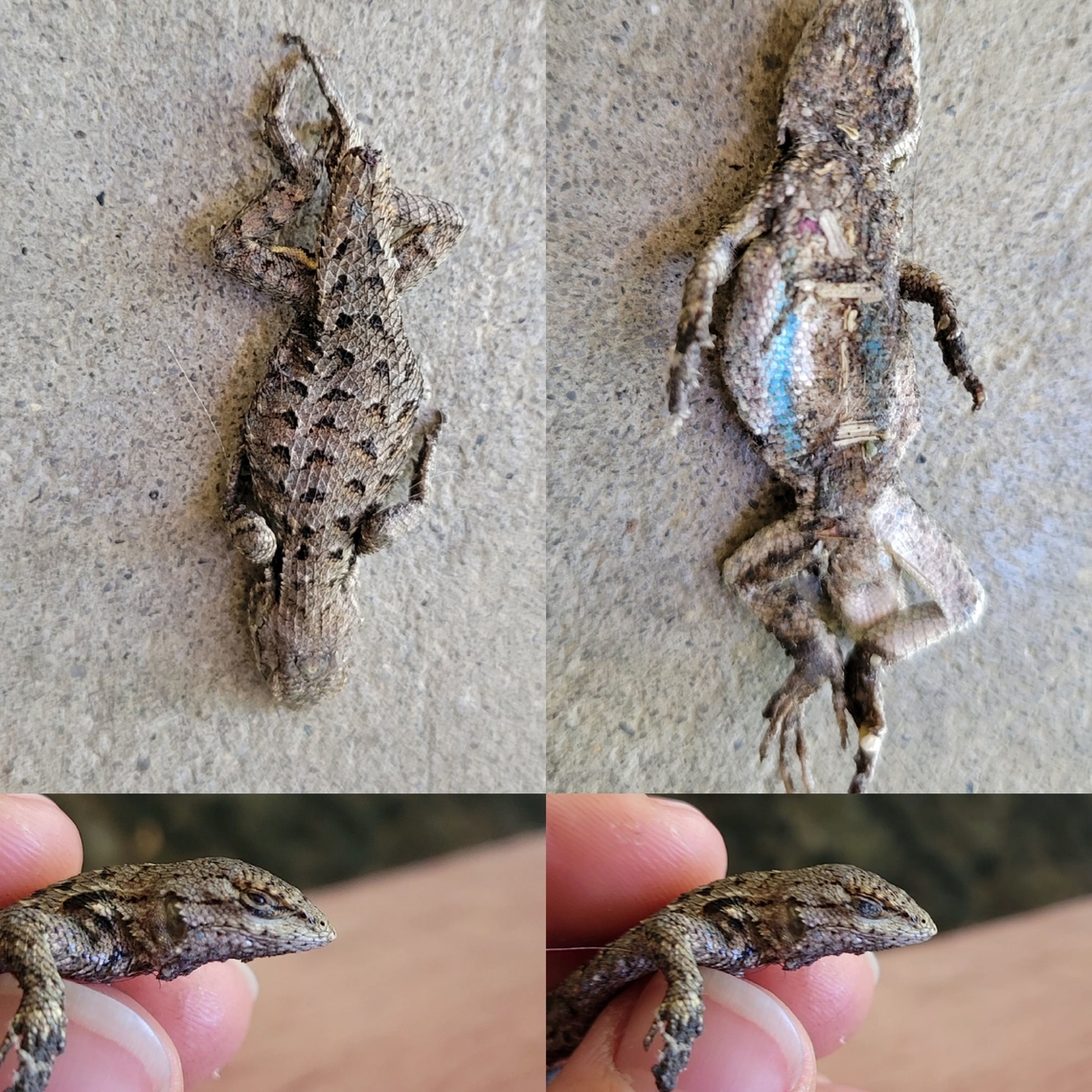 She did it again Neighbor&#039;s cat doesn&#039;t like her owners. Wants to live with me. Here&#039;s lizard #2. More bribery.  Geotagged,Iguania,Phrynosomatidae,Sceloporus occidentalis,Squamata,United States,Western fence lizard
