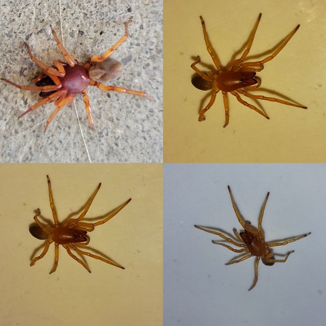 There are enough isopods to eat One was in the sink yesterday. Araneae,Dysdera crocata,Geotagged,United States,Woodlouse spider,woodlouse Spider