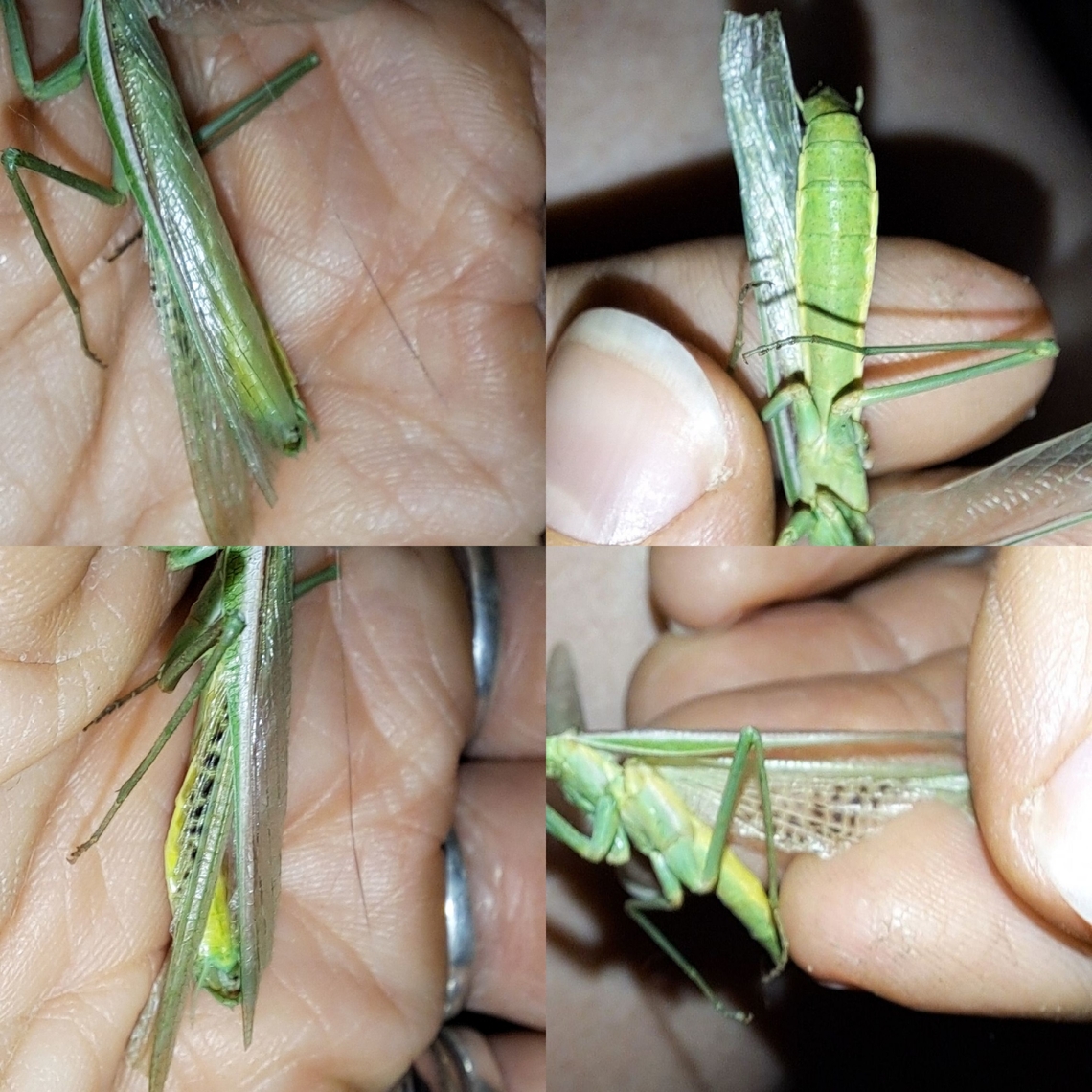 Found on the welcome mat. I don&#039;t think the cat decapitated it. Can&#039;t rule her out. I haven&#039;t seen anything females.  Maybe it&#039;s one of the guys. California mantis,Geotagged,Mantidae,Mantodea,Stagmomantis californica,United States