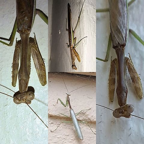 More mantises  California mantis,Geotagged,Mantidae,Mantodea,Stagmomantis californica,United States,california mantis