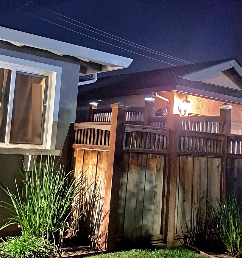 I wonder if she noticed me Waiting for leftover cat food. Cats get first dibs. Ameridelphia,Didelphidae,Didelphis virginiana,Mammalia,Marsupialia,North American opossum,Opossum
