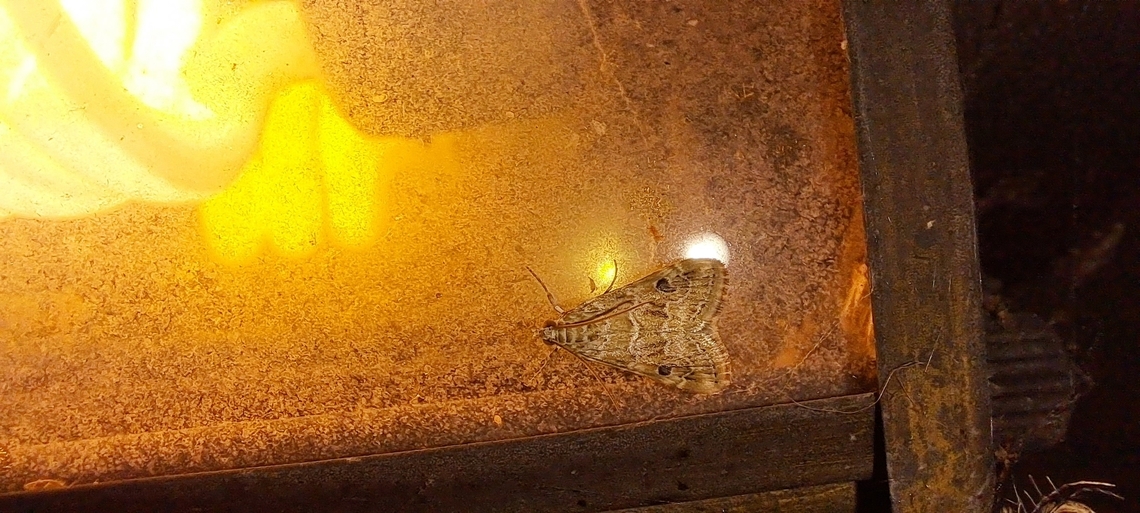 old world webworm  Crambidae,Fall,Geotagged,Hellula,Hellula rogatalis,Hellula undalis,Lepidoptera,United States,old world webworm