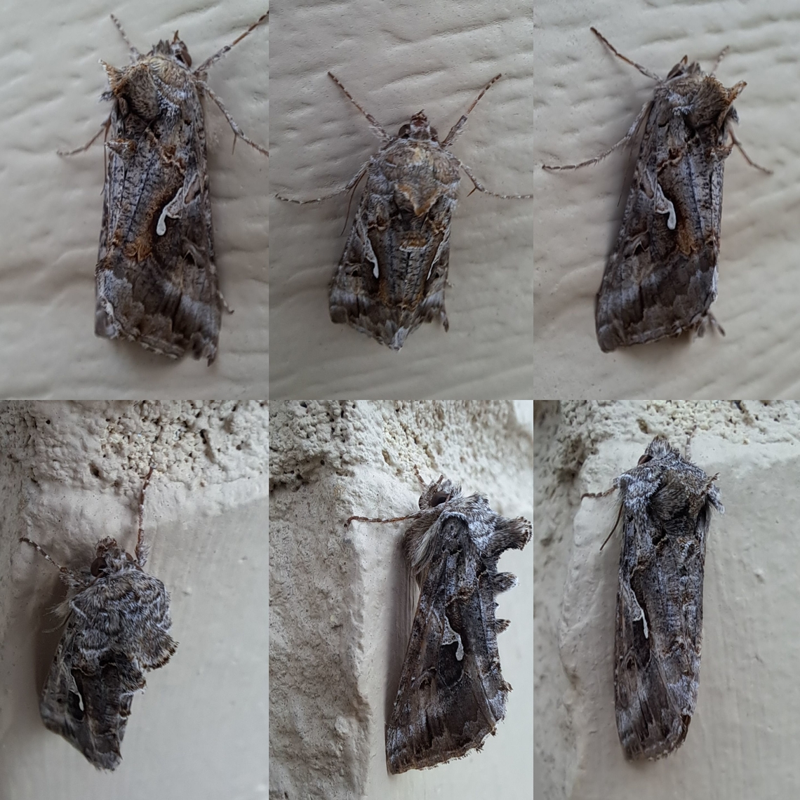 Alfalfa looper Two different ones. Alfalfa looper,Autographa californica,Geotagged,Lepidoptera,Noctuidae,United States