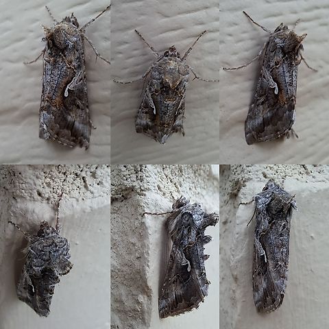 Alfalfa looper Two different ones. Alfalfa looper,Autographa californica,Geotagged,Lepidoptera,Noctuidae,United States