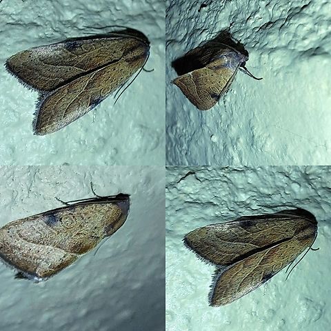 Wedgling Moth  Galgula partita,Geotagged,Lepidoptera,Noctuidae,United States,Wedgling Moth