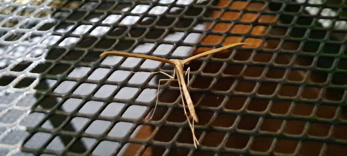 Morning-Glory Plume Moth  Emmelina,Emmelina monodactyla,Fall,Geotagged,Morning-Glory Plume Moth,Pterophoridae,United States