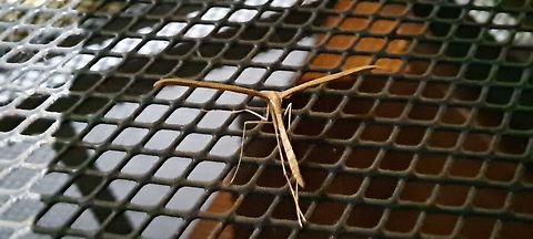 Morning-Glory Plume Moth  Emmelina,Emmelina monodactyla,Fall,Geotagged,Morning-Glory Plume Moth,Pterophoridae,United States
