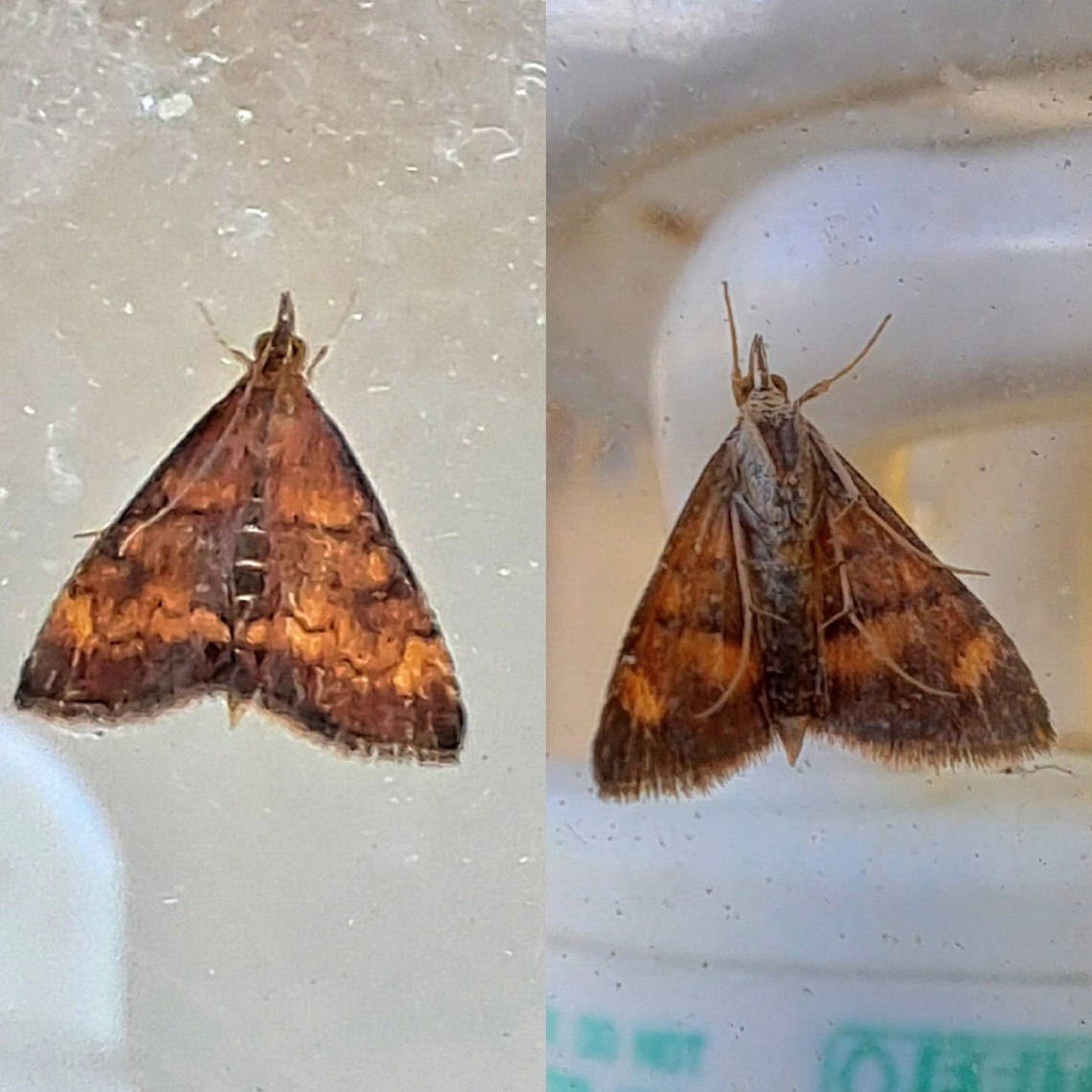 Pyrausta californicalis  California Pyrausta Moth,California pyrausta moth,Crambidae,Geotagged,Lepidoptera,Pyrausta,Pyrausta californicalis,United States