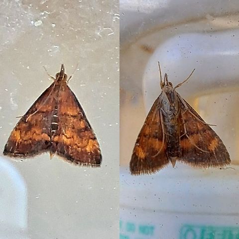 Pyrausta californicalis  California Pyrausta Moth,California pyrausta moth,Crambidae,Geotagged,Lepidoptera,Pyrausta,Pyrausta californicalis,United States