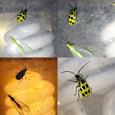 spotted Cucumber Beetle  Chrysomelidae,Chrysoperla,Chrysoperla rufilabris,Chrysopidae,Coleoptera,Common Green Lacewing,Diabrotica undecimpunctata,Geotagged,Neuroptera,Spotted cucumber beetle,United States,red-Lipped Green Lacewing,spotted Cucumber Beetle