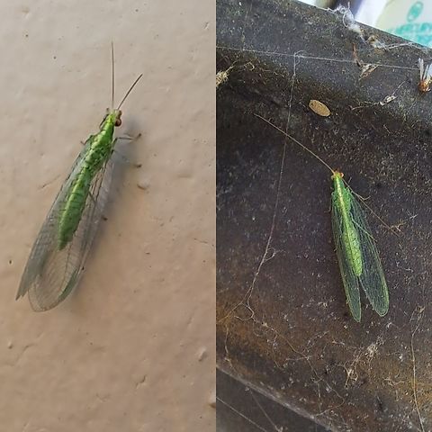 Red-Lipped Green Lacewing  Chrysoperla,Chrysoperla rufilabris,Chrysopidae,Common Green Lacewing,Geotagged,Neuroptera,Red-Lipped Green Lacewing,United States
