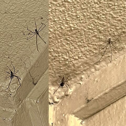 Marbled cellar spiders with eggs  Araneae,Geotagged,Holocnemus pluchei,Marbled cellar spider,Pholcidae,United States