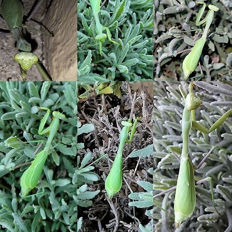 I found the one who murdered her mate. Neighbor's cat found it trying to break in.  California mantis,Geotagged,Mantidae,Mantodea,Stagmomantis,Stagmomantis californica,United States,california mantis,female