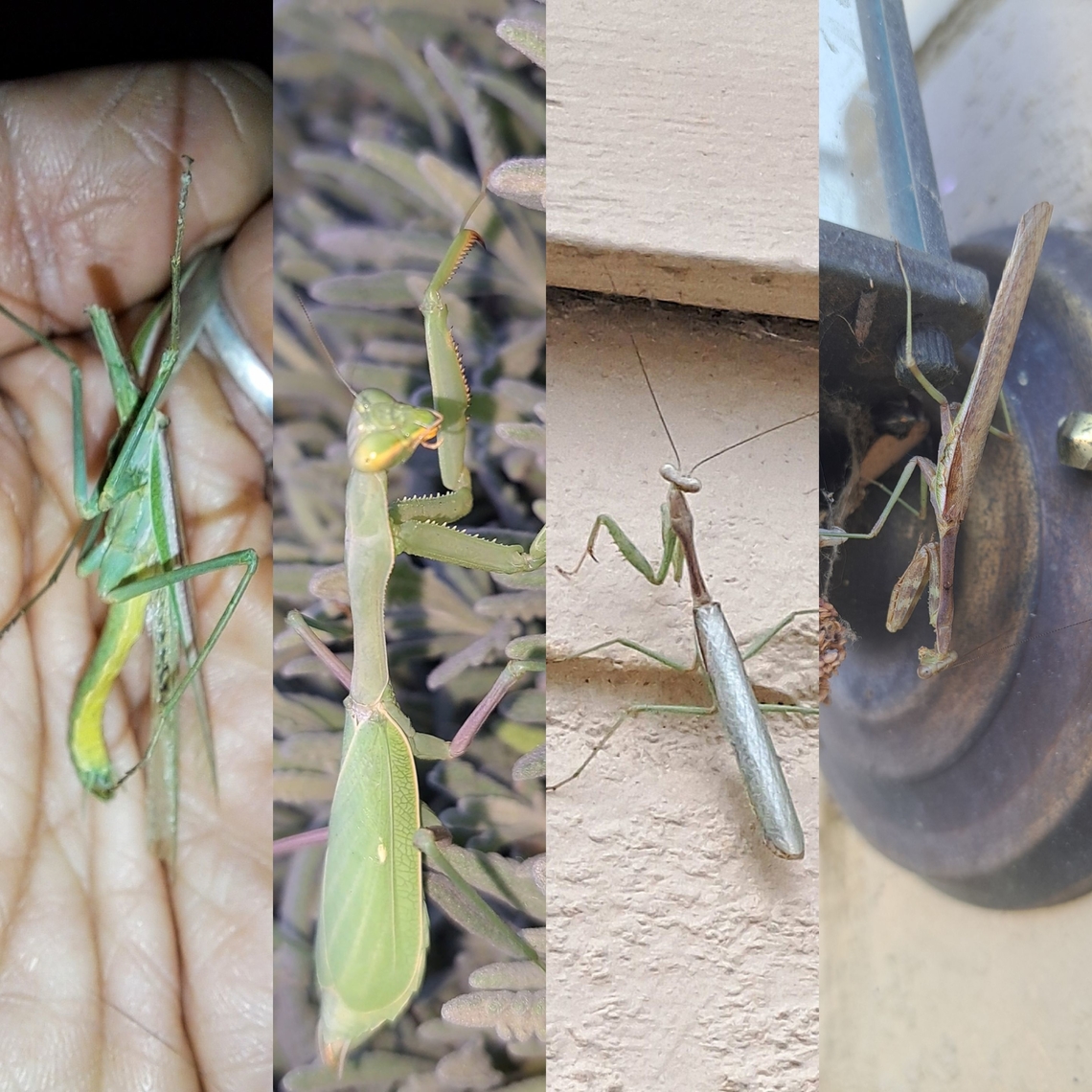 Males and female mantises Female #2. Victim male #1. #3,&amp;#4; male. California mantis,Geotagged,Mantidae,Stagmomantis,Stagmomantis californica,United States,california mantis,female,male