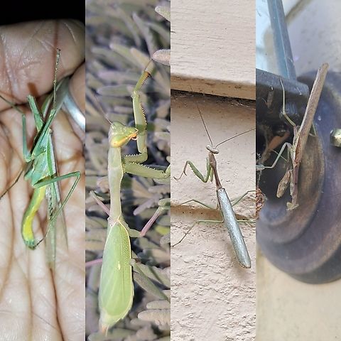 Males and female mantises Female #2. Victim male #1. #3, male. California mantis,Geotagged,Mantidae,Stagmomantis,Stagmomantis californica,United States,california mantis,female,male