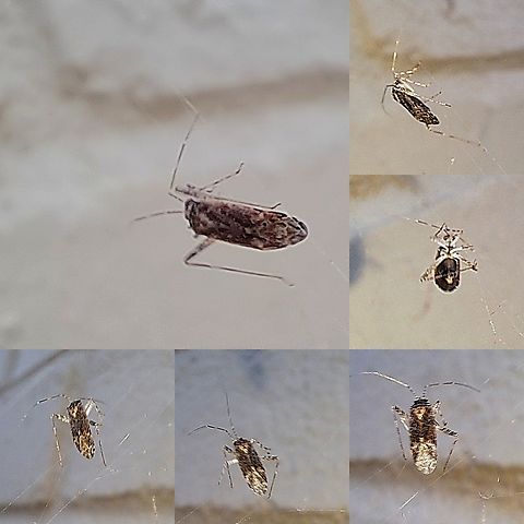 Plant bug  Geotagged,Plant bug,United States,hemiptera,true bugs