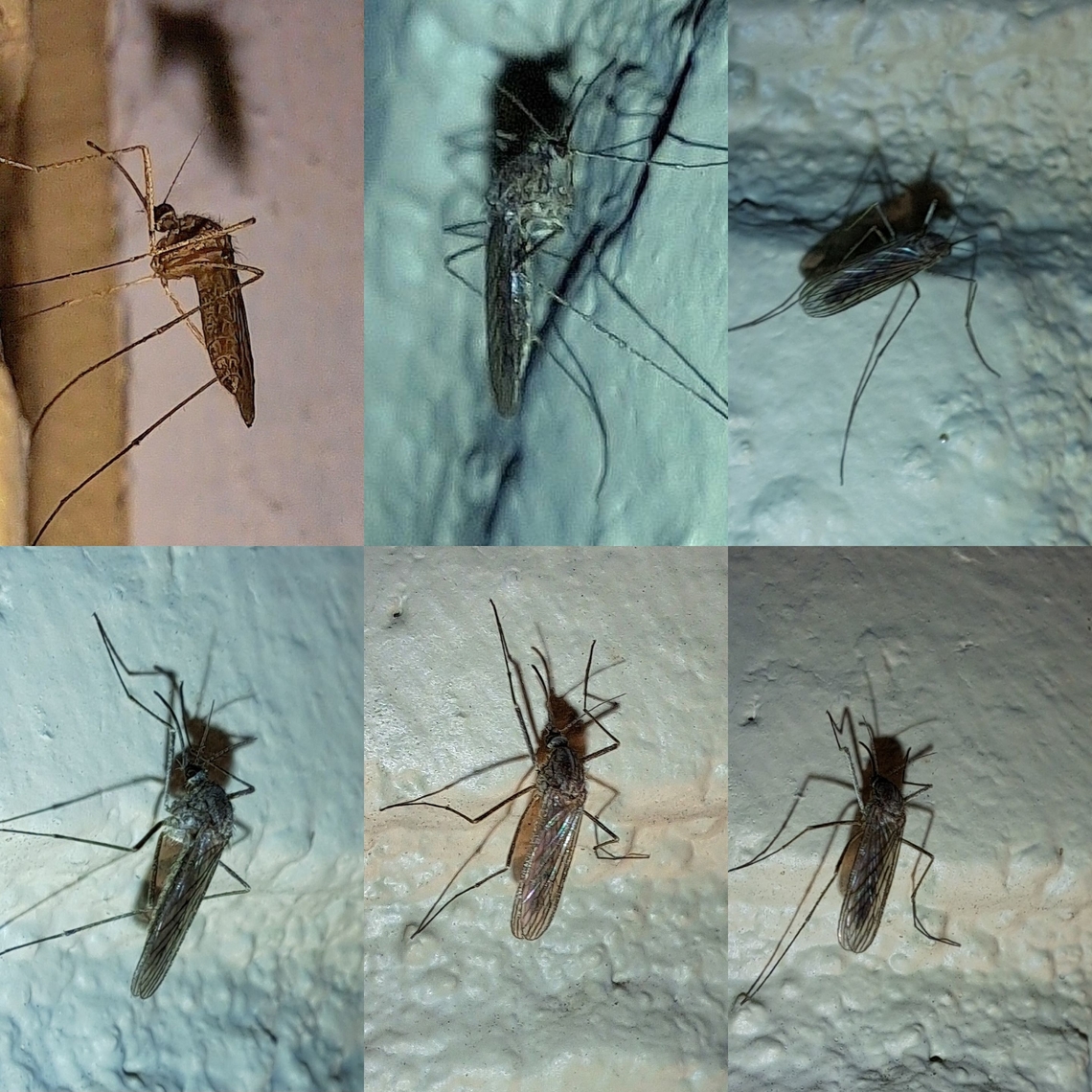 Northern house mosquitoes I&#039;d say it was about a cm, which is a little bigger than what I read. Culicidae,Diptera,Geotagged,United States,mosquito