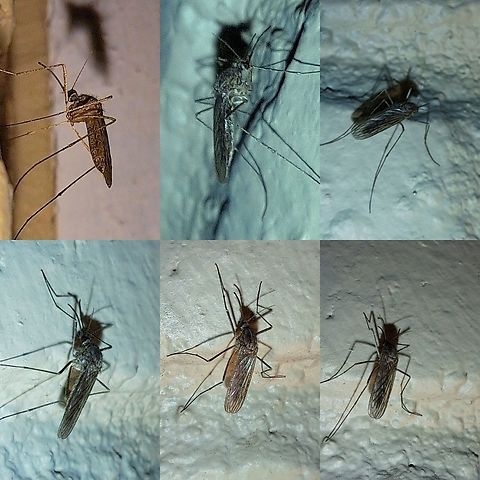 Northern house mosquitoes I'd say it was about a cm, which is a little bigger than what I read. Culicidae,Diptera,Geotagged,United States,mosquito