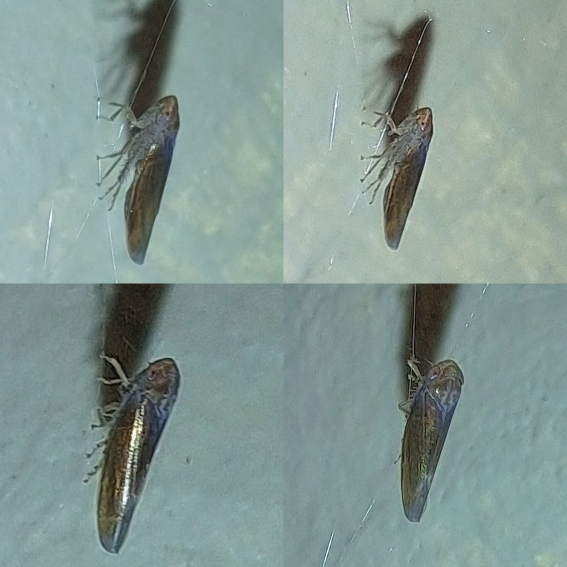 Shiny leafhopper  Cicadellidae,Geotagged,Hemiptera,Leafhopper,United States,plant bug,true bugs