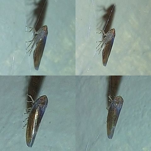 Shiny leafhopper  Cicadellidae,Geotagged,Hemiptera,Leafhopper,United States,plant bug,true bugs