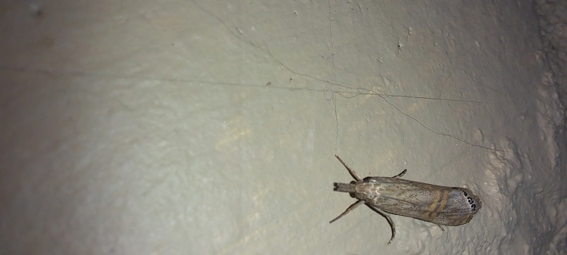 necklace veneer moth  Belted Grass-Veneer,Crambidae,Euchromius ocellea,Fall,Geotagged,Lepidoptera,United States,belted grass-veneer moth,necklace veneer moth