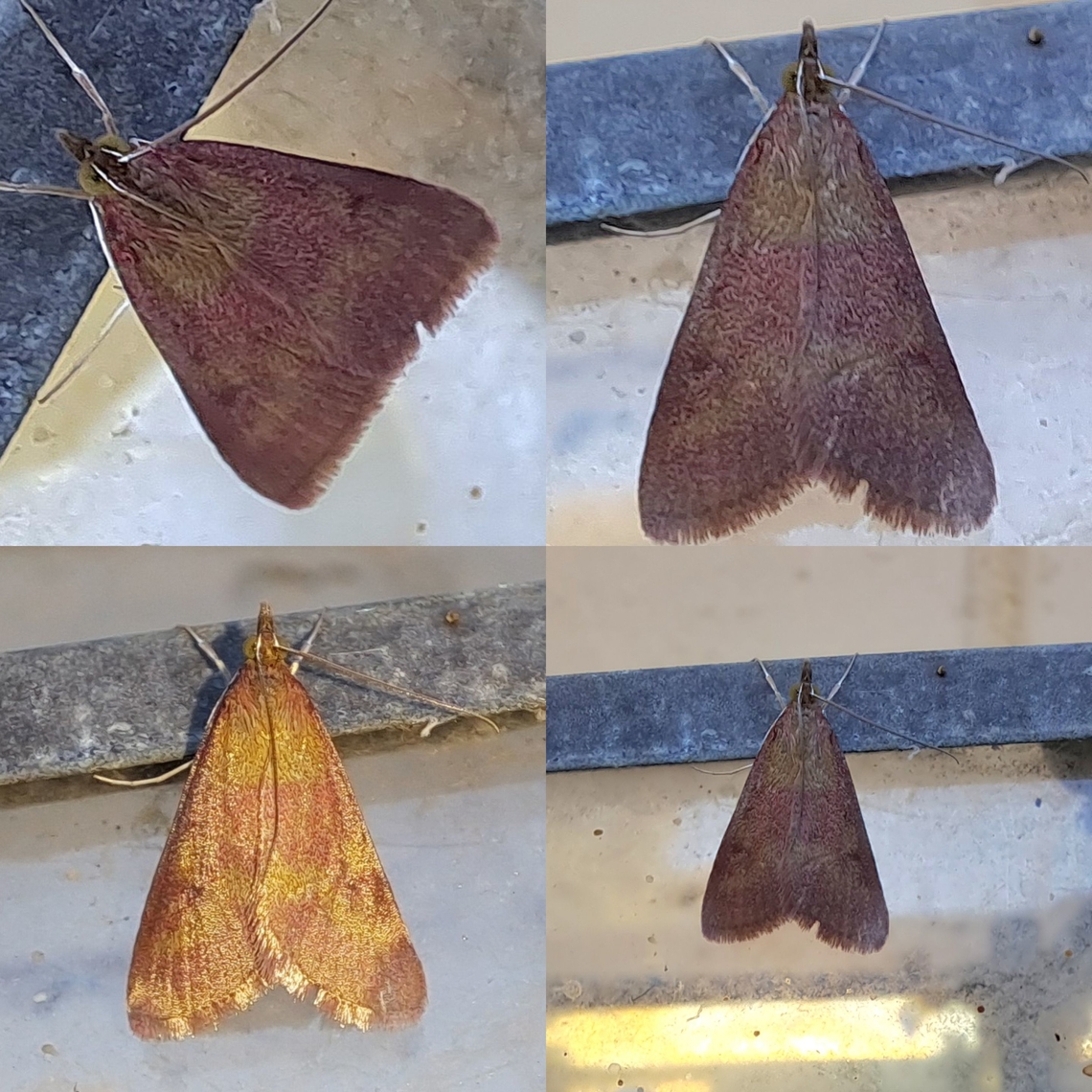 southern purple mint moth  Crambidae,Geotagged,Lepidoptera,Pyrausta laticlavia,Southern Purple Mint Moth,United States,southern purple mint