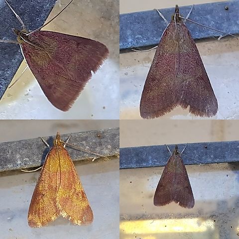 southern purple mint moth  Crambidae,Geotagged,Lepidoptera,Pyrausta laticlavia,Southern Purple Mint Moth,United States,southern purple mint