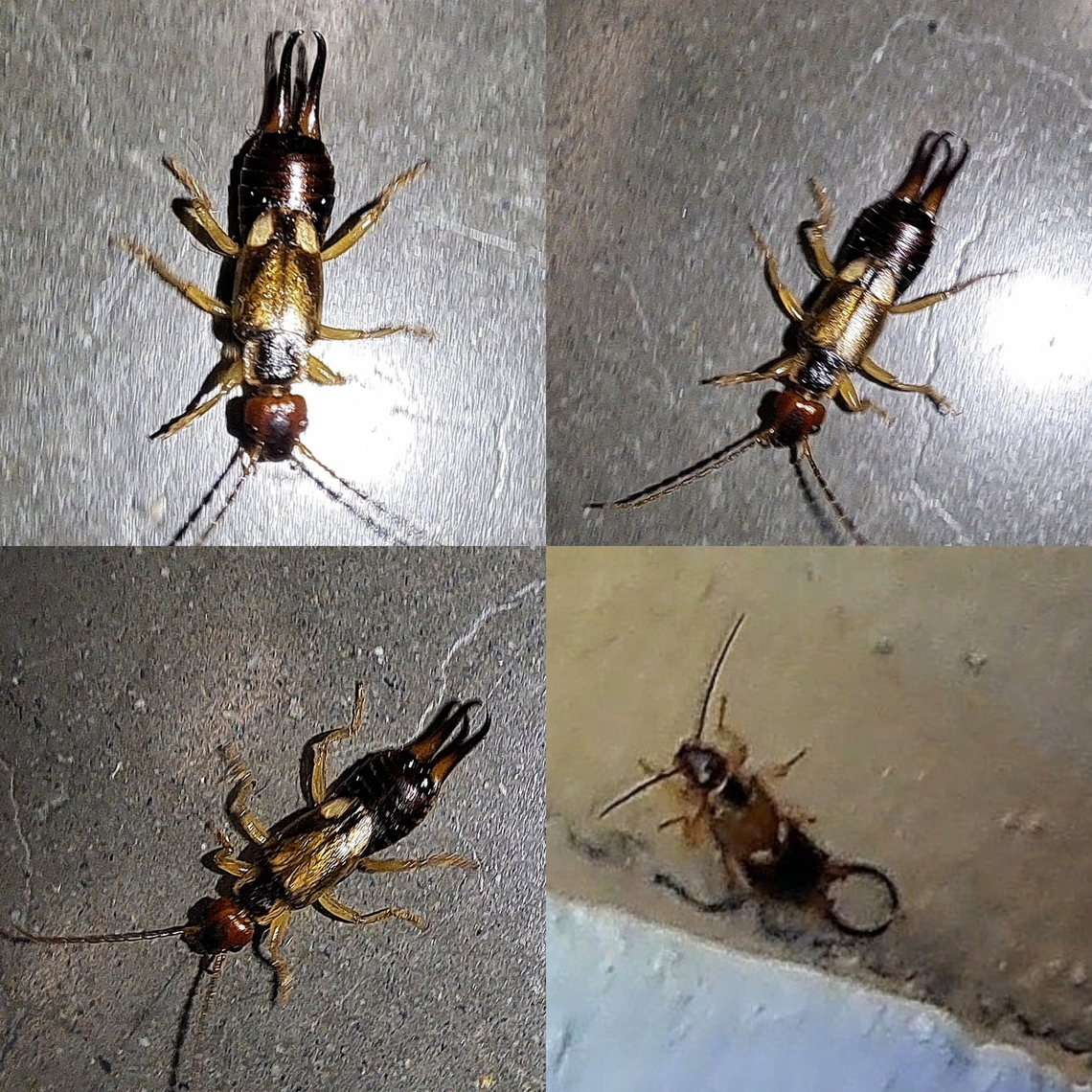 European earwig female, male A little blurry. The female was running from the cat at work.  The male was trying to get away from the neighbor&#039;s cat. Note pincher shape. Male on bottom right. Dermaptera,European earwig,Forficula auricularia,Forficulidae,Geotagged,United States,female,male