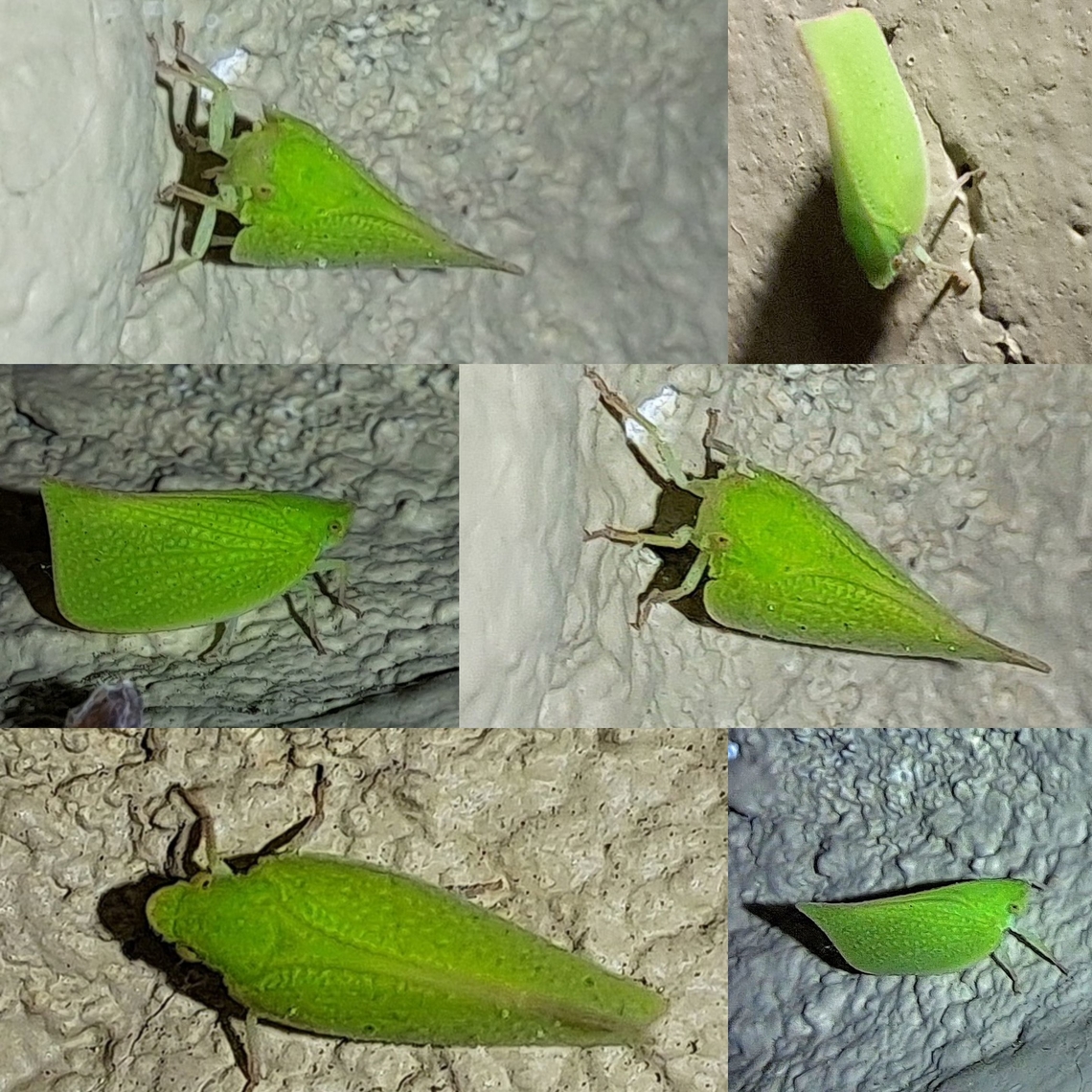 Siphanta acuta  Flatidae,Geotagged,Hemiptera,Siphanta acuta,Torpedo bug,True bugs,United States,green planthopper
