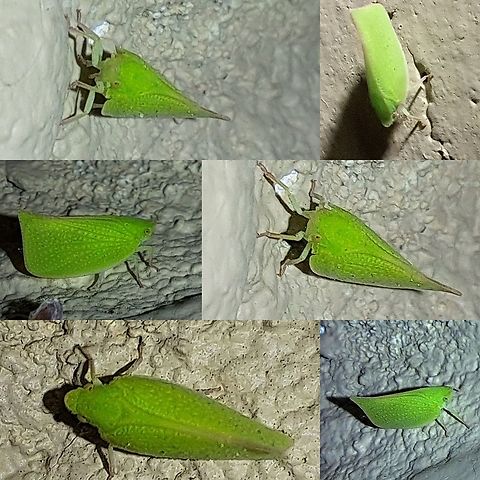 Siphanta acuta  Flatidae,Geotagged,Hemiptera,Siphanta acuta,Torpedo bug,True bugs,United States,green planthopper