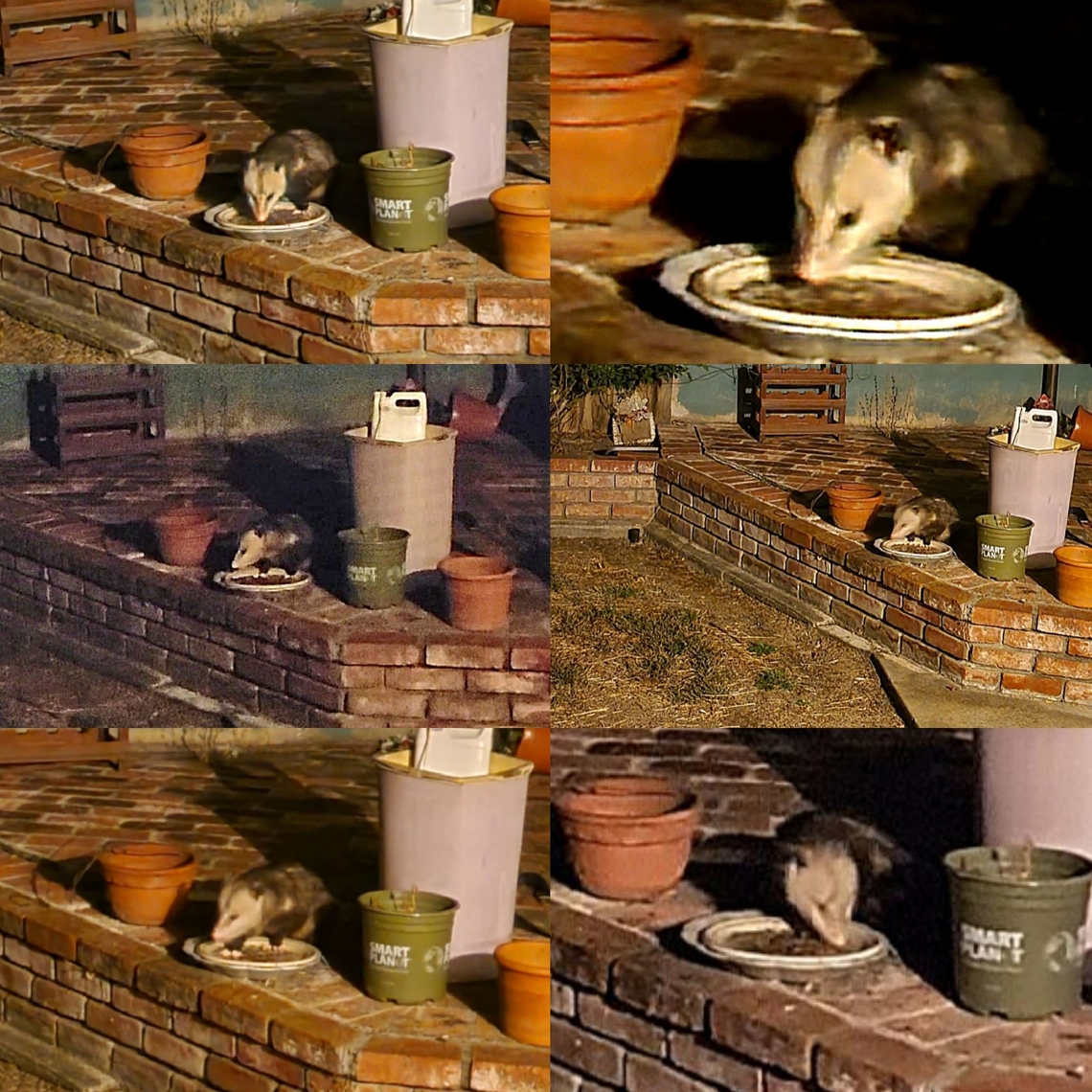 Finally, someone like the catfood I bought a brand that no cat wanted. I didn&#039;t want to throw it away. Someone enjoyed it. Didelphidae,Didelphimorphia,Didelphis,Didelphis virginiana,Geotagged,Marsupialia,North American opossum,United States,Virginia opossum