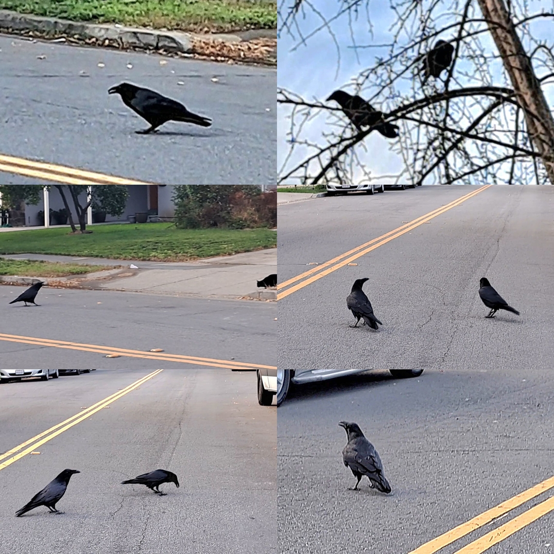 Ravens added to a black cat's bad day The neighbor&#039;s cat fought with her for a second time since I&#039;ve met this cat. I&#039;ve only seen her two times. Now the ravens decided to make her day more miserable with dive bombing and fowl language. At least she got food and attention.  She&#039;s probably a stray. Aves,Chordata,Common Raven,Common raven,Corvidae,Corvus,Corvus corax,Dinosauria,Geotagged,Passeriformes,United States,female,male,mating pair