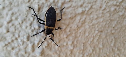 California bordered plant bug  California Bordered Plant Bug,California bordered plant bug,Fall,Geotagged,Hemiptera,Heteroptera,Largus californicus,United States