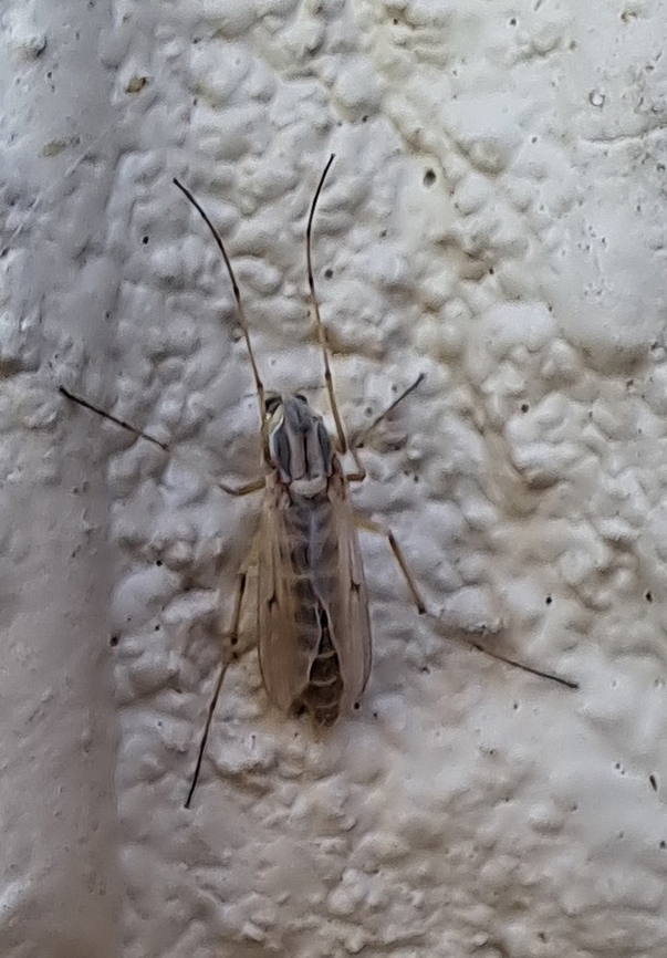 Chironomus plumosus  Buzzer Midge,Chironomidae,Chironomus,Chironomus plumosus,Diptera,Fall,Geotagged,United States,buzzer midge